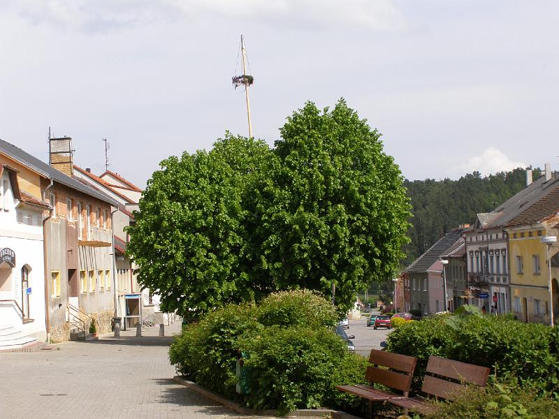 Maibaum_Host.JPG - Sturmschäden am Hostauer Maibaum: die Spitze ist abgebrochen.