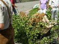 Lennes_Pfingst_06