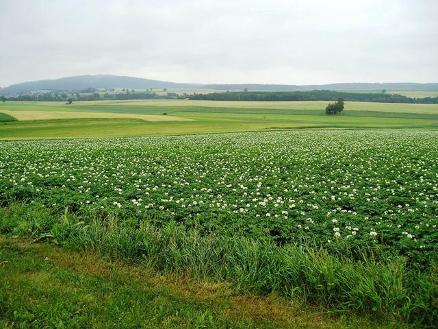 PV_Blick_trueb.JPG - Im Wasserschutzgebiet zwischen Lennesrieth und Irlhof möchten Investoren einen riesigen Solarpark errichten.